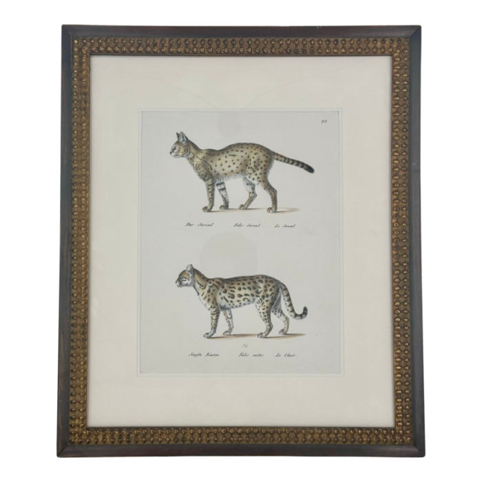 1824 leopard cat framed antique print 2673