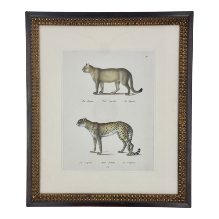 1824 serval cat framed antique print 1288