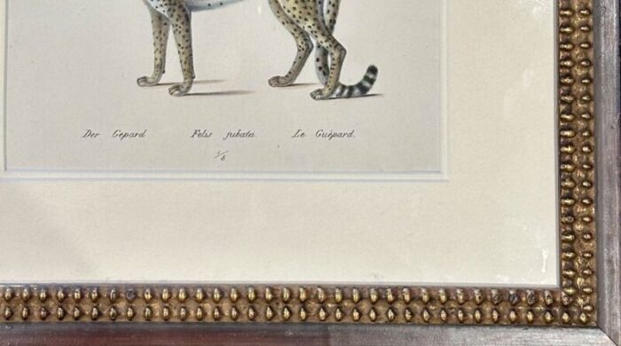 1824 serval cat framed antique print 4845