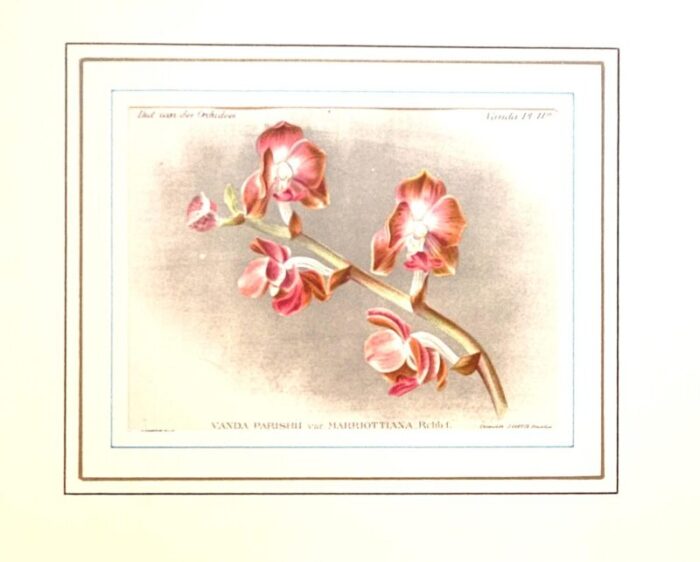 1896 1907 rare set of 5 antique orchid botanical chromolithographs 2312