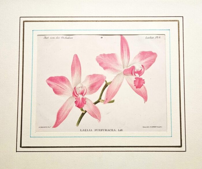 1896 1907 rare set of 5 antique orchid botanical chromolithographs 6160