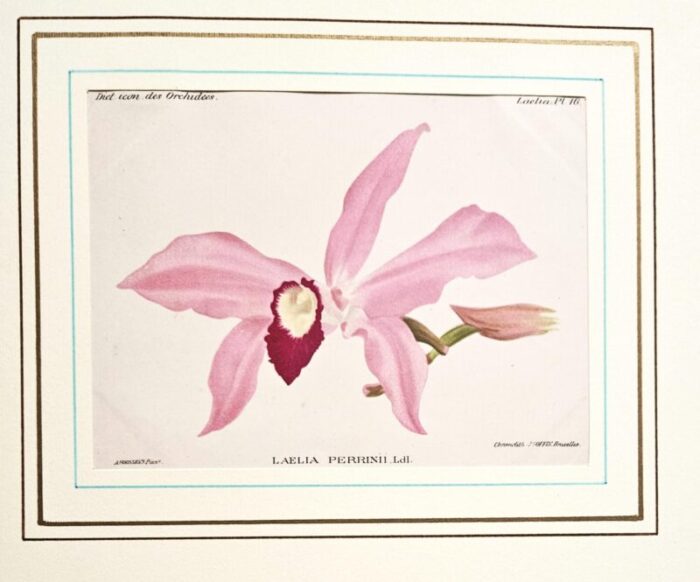 1896 1907 rare set of 5 antique orchid botanical chromolithographs 8243