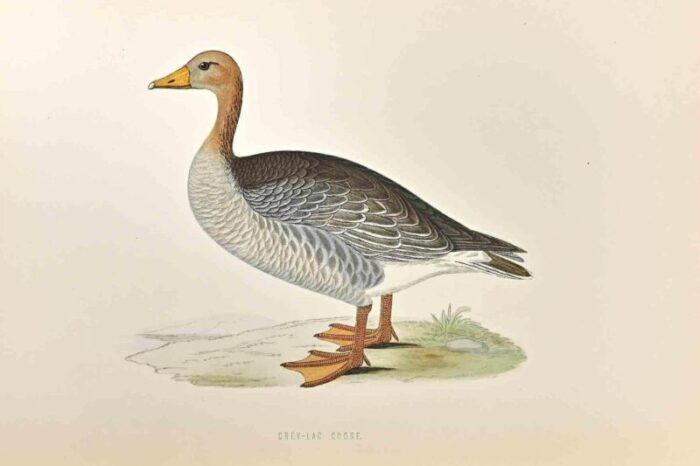 alexander francis lydon grey lag goose woodcut print 1870 2949