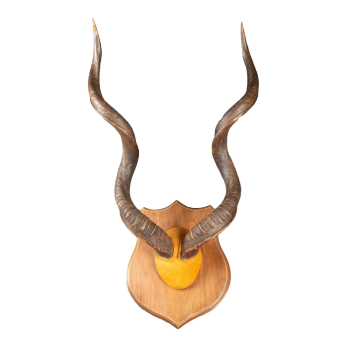 large mounted kudu horns 5462