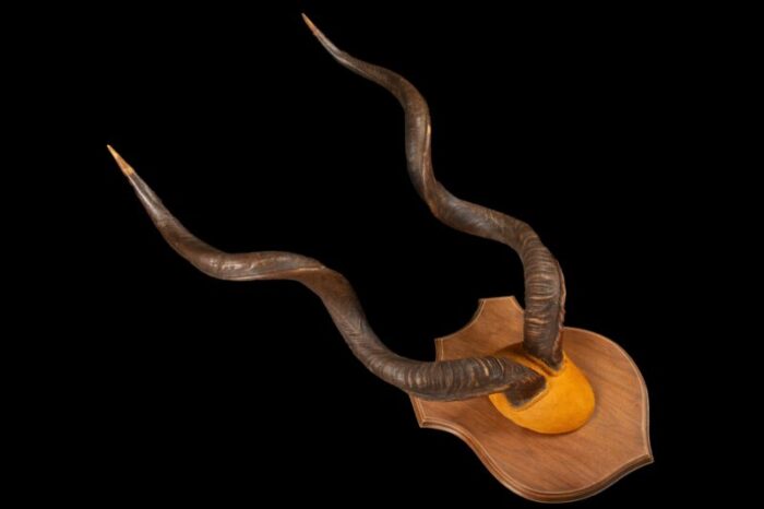 large mounted kudu horns 9009