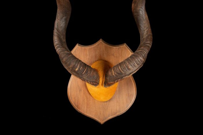 large mounted kudu horns 9470