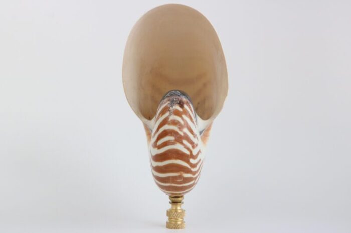 tiger seashell lamp finial on brass hardware 1391