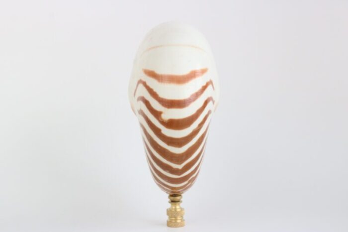 tiger seashell lamp finial on brass hardware 2460