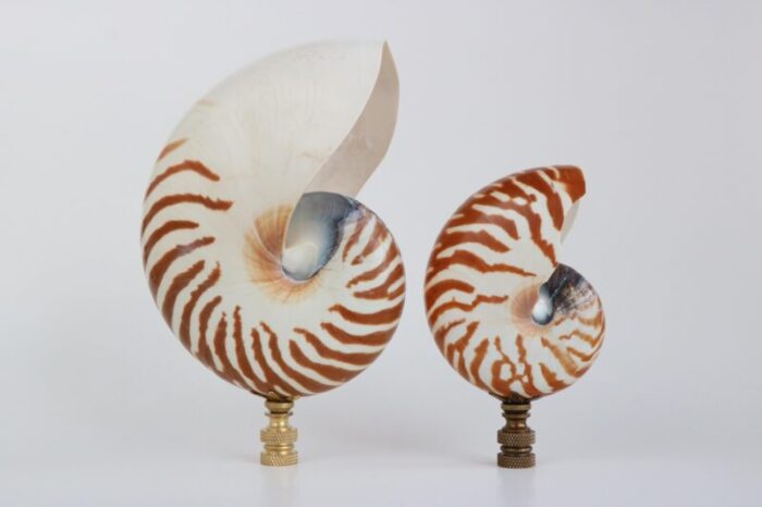 tiger seashell lamp finial on brass hardware 4474