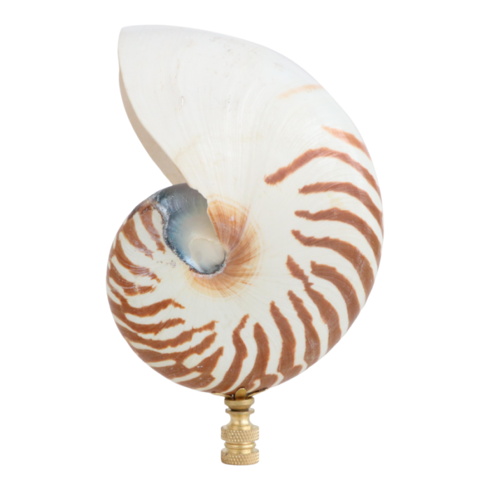 tiger seashell lamp finial on brass hardware 4479