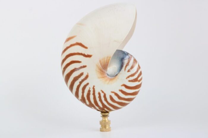 tiger seashell lamp finial on brass hardware 5540