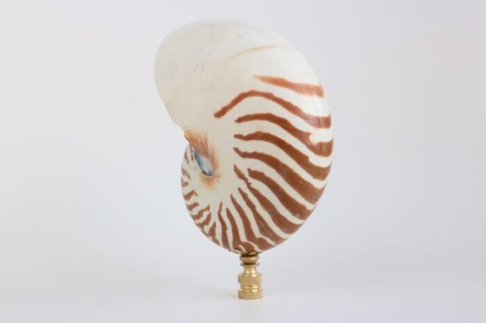 tiger seashell lamp finial on brass hardware 6384