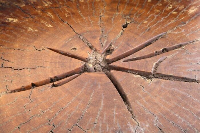 unique tambor stool in pequi hardwood by hugo franca brazil 5